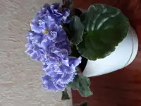 Фиалковый микс, фотография 2