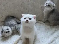 Шотландские милашки, фотография 2