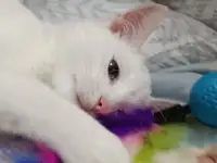 Котенок срочно ищет дом, фотография 3