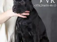 Шикарные щенки Кане Корсо, фотография 2