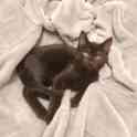 Черный котенок 3 мес. мальчик, фотография 3