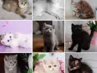 Британские Котята От Чемпионов - Много окрасов!, фотография 8