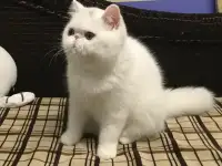 Белый экзотический котенок, фотография 5