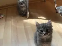 пушистые котята в дар, фотография 2