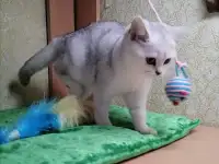 Британские котята, фотография 5