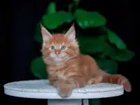 мальчик породы Мейн-кун, фотография 1