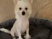 Китайская хохлатая , голый мальчик