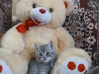 Шотландские котята, фотография 5