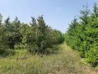 Сдам в аренду сад кустарников фундука, фотография 3