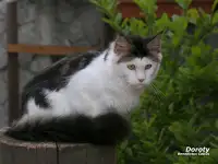 Мейн-кун девочка редкий окрас, фотография 4