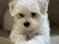 Мальтийской болонки щенки