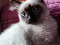 Тайский котёнок, срочно! 3 месяца в хорошие руки, фотография 2