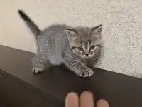 Шотландские котята, фотография 3
