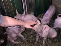 Парочка поросят