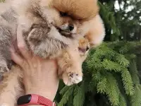 Померанский шпиц, щенки. Мини мишки, фотография 4