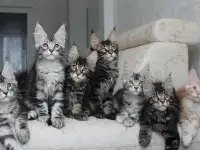 Мейн-кун котята