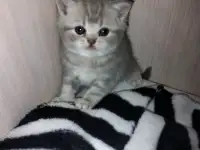 Шотландские котята, фотография 2