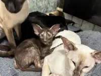 Ориентальные котята