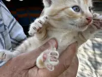 Котята 2 месяца, фотография 3