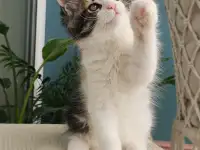 Котенок мейн кун из питомника, фотография 4