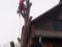 Спил деревьев, фотография 2