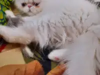 Продаётся персидский котёнок, девочка, фотография 1