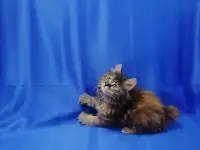 Курильский бобтейл, фотография 9