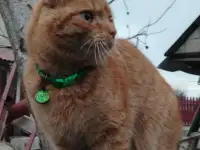 Пропал рыжий кот, фотография 11