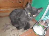 Котёнок, фотография 2