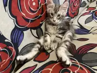 Котенок мейн кун, фотография 2