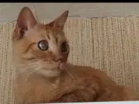 Красавчик Фокс ищет дом!, фотография 3