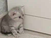 Шотландский котенок