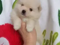 Померанский шпиц