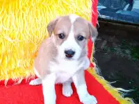 Щенки 