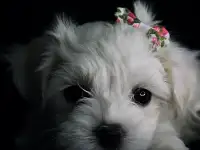 Продам щенков мальтьезе, фотография 2