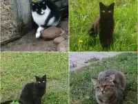 Всем этим замечательным котикам срочно нужен дом! SOS!  В дар!