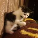 Котёнок в дар. Девочка