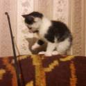 Котёнок в дар. Девочка, фотография 2