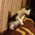 Котёнок в дар. Девочка, фотография 3