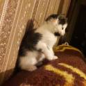 Котёнок в дар. Девочка, фотография 4