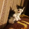 Котёнок в дар. Девочка, фотография 5