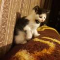 Котёнок в дар. Девочка, фотография 6