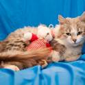 Две молодые кошечки ищут заботливые ручки!, фотография 3