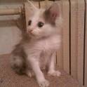 Котята ищут дом, фотография 4