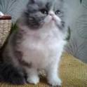 персидский котенок
