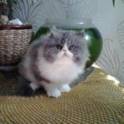 персидский котенок, фотография 2