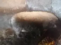 Дамашний кабан, крипторг., фотография 4