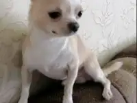 Чихуахуа щенки, фотография 2