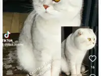 продажа котят, фотография 7