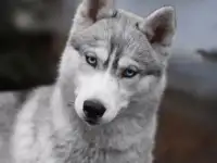Щеночки хаски с документами, питомник, фотография 9